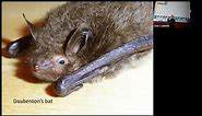 Radio-tracking tree-roosting bats in Scotland
