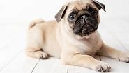 Baby Pug: A Complete Guide To Caring Your Young Pug - The Goody Pet