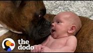 Baby Takes His First Steps Straight To His Dog | The Dodo