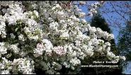 Malus x 'Evereste' (Crab Apple Tree) - Spring flowers