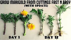 How to Grow Marigold From Cutting Fast N Easy (With Update Video)