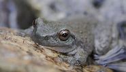 Critically endangered spotted tree frogs hop back into Kosciuszko National Park