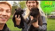 Baby Wolf Puppies Howling!!