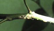 Citrus tree with scale infestation