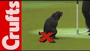 HILARIOUS - Dog takes a dump on TV - Crufts 2012 Bloopers