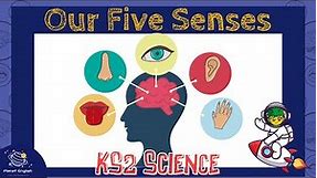 Our Five Senses | KS2 Science | STEM and Beyond
