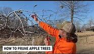 Pruning Apple Trees For More Fruit Production