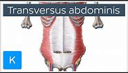 Transversus Abdominis Muscle: Function & Origins - Human Anatomy | Kenhub
