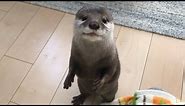 カワウソさくら 当たり前のように喋り始めるカワウソ An otter who likes talking