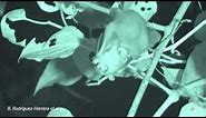 Rare video reveals masks and mating in wrinkle-faced bats | Science News