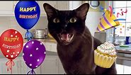Today is Teddy's 6th Birthday! 💖 Happy Birthday to our Adorable Chatty Sable Burmese Cat 🎉