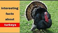 Top 25 Interesting Facts About Turkeys