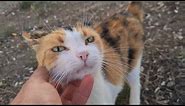 This Cute Cat may be one of the Cutest calico cats you've ever seen.