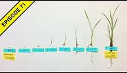 Our Rice Plants Growth Stages are Amazing!