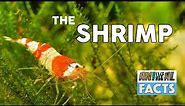 Animal Fact - The Shrimp