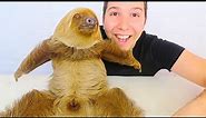 MY CUTE BABY SLOTH (Yes, She's Real)