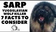 Before You Buy a Dog - SARPLANINAC - 7 facts before you choose them! DogCastTV!