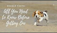 Facts About Beagle Dogs 101-All You Need to Know