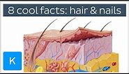 8 Cool Facts About Hair and Nails - Human Anatomy | Kenhub