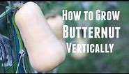 How To Grow Butternut Squash Vertically - Save Space & Increase Yields