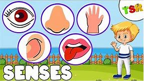 Five senses | Sense organs for kids | Learn the five senses of the body