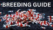 Breeding Crystal Red Shrimp (Beginner's Guide)