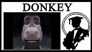 Why Is Donkey Staring?