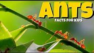 Learn All About Ants 🐜 Ant Facts For Kids 🐜