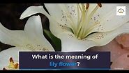 What is the meaning of lily flower? (Symbolism)