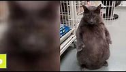 Bruno the 25-pound cat is looking for a home