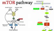 mtor signaling pathway