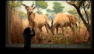 Treasures of New York: American Museum of Natural History