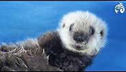 Cutest Sea Otter Pup | Meet Hardy | Vancouver Aquarium