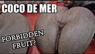 COCO DE MER : My Hunt for the Tree of Knowledge (Part 2 of 5) - Weird Fruit Explorer Ep. 400