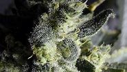 Make Your Buds Sparkle With More Trichomes | Grow Weed Easy