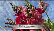 Starting Snapdragon Flower From Seed Rocket Mix Snapdragons, Potomac Snapdragons, & Madame Butterfly