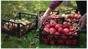 Apples in basket farming. Red ripe organic apple harvesting.