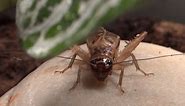 Adult male house cricket chirping