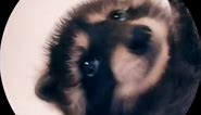 Funny Raccoon Videos - Pedro the Dancing Raccoon | Animal Memes