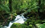 Images of Tropical Rainforest Rivers