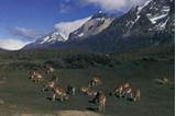 Himalayan Mountains Biome Images