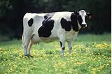 Dairy Cattle By Products Pictures