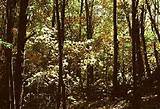 Facts About The Temperate Forest Biome Pictures