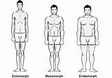 Diets For Endomorph Weight Loss Pictures