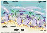 Photos of Carbohydrates Of The Plasma Membrane