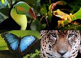 How Many Animals Live In The Rainforest Pictures