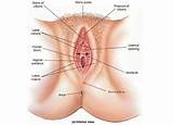 Pictures of A Tumor In The Inguinal Area Is Located In The
