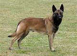 Trained Belgian Malinois For Sale Images
