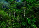 What Plants Are In The Tropical Forest Photos