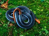 Snakes In The Tropical Rainforest Images